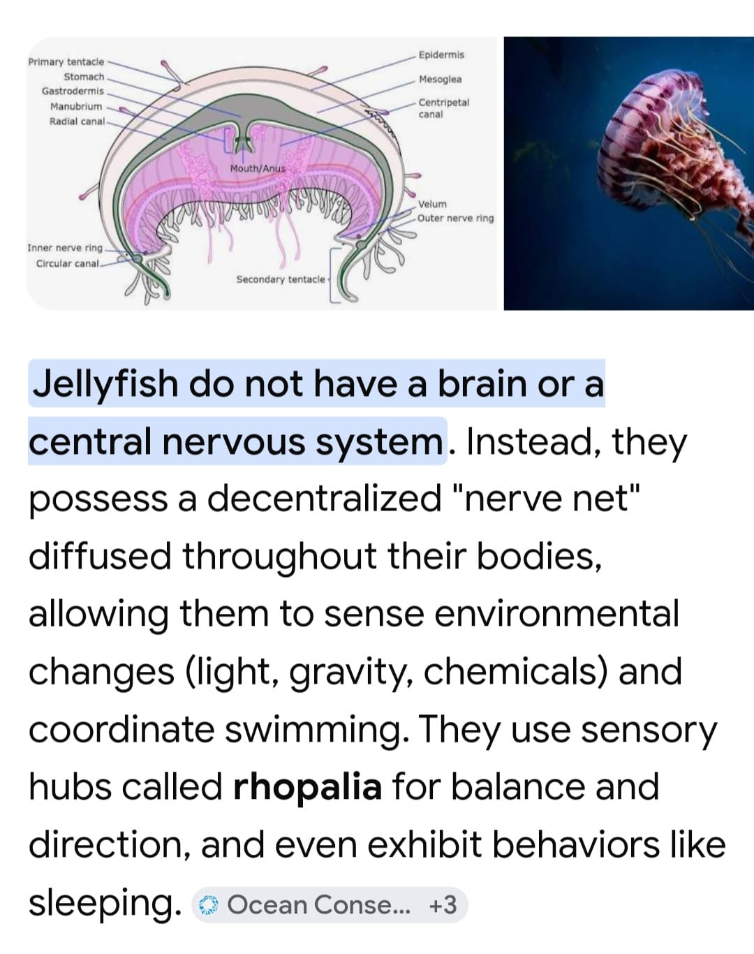 jelly_fish